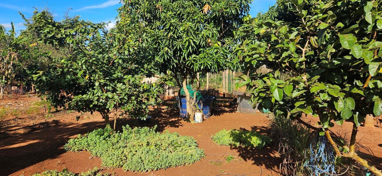 Quintal de Maria do Socorro, em Sobradinho (DF) Foto: Acervo pessoal